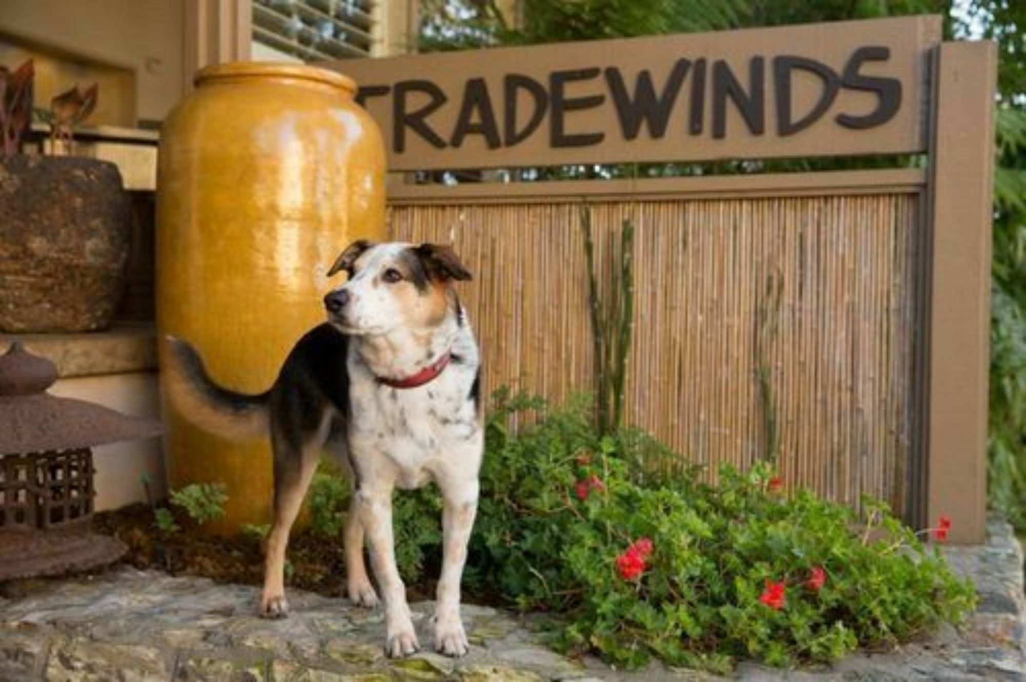 Tradewinds Carmel Hotel Exterior foto